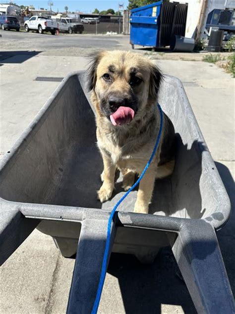 lost pets stockton ca|stockton animal shelter adoptable dogs.